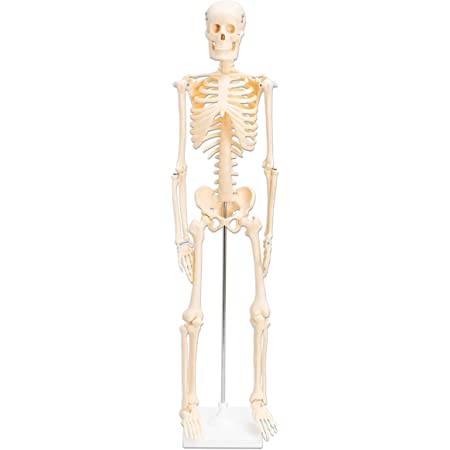 mini skeleton anatomy model